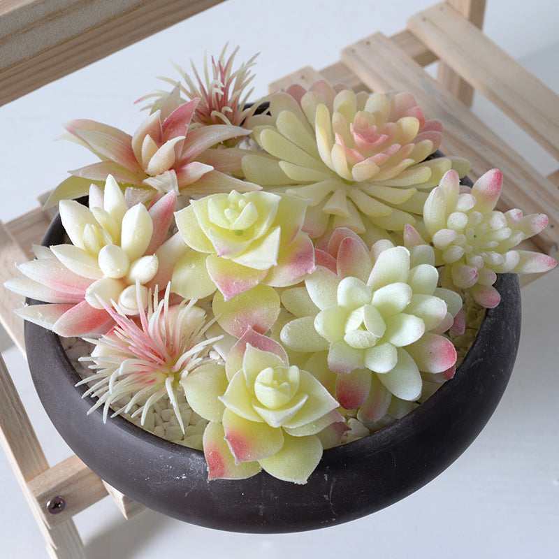 White flocking simulation succulent plants