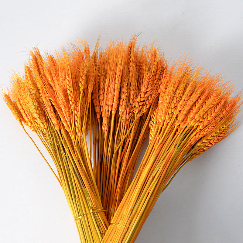 Plantas de flores secas de espigas de trigo naturales doradas al por mayor