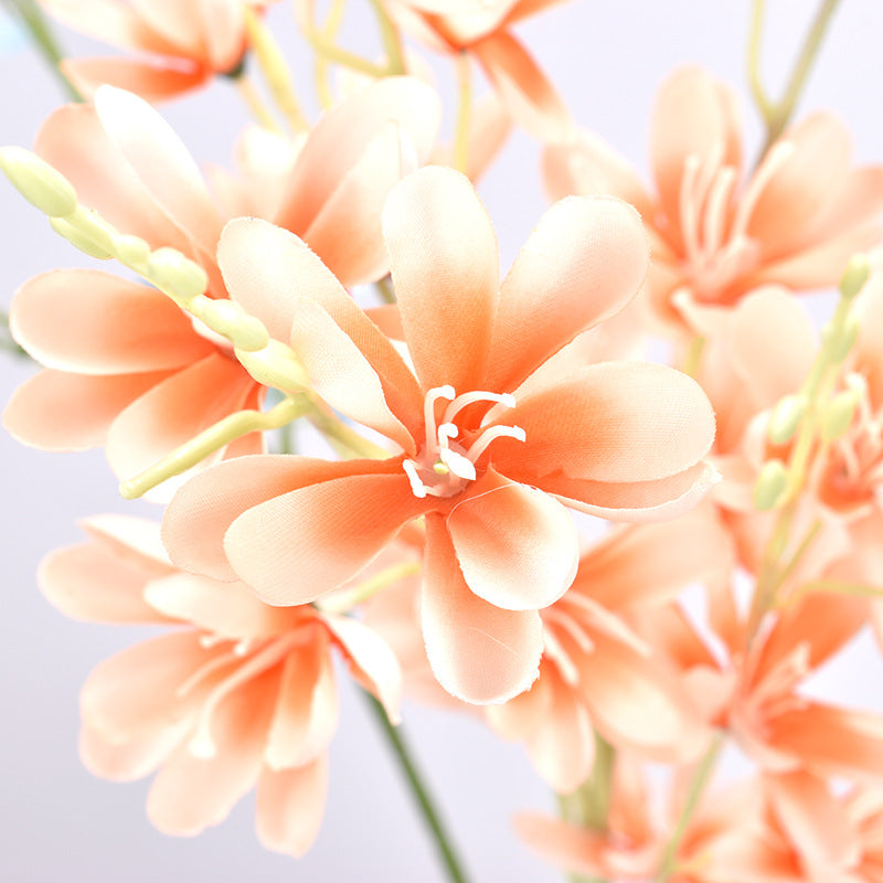 Simulación de Nueva Magnolia No. 1 Magnolia Europea 