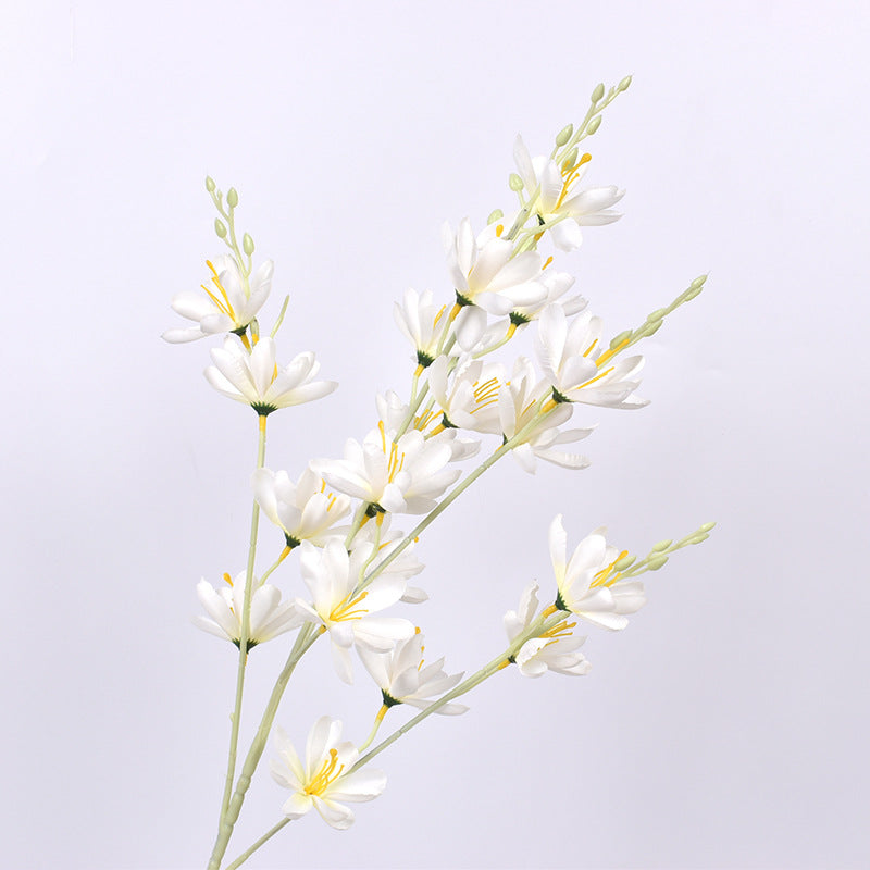 Simulación de Nueva Magnolia No. 1 Magnolia Europea 