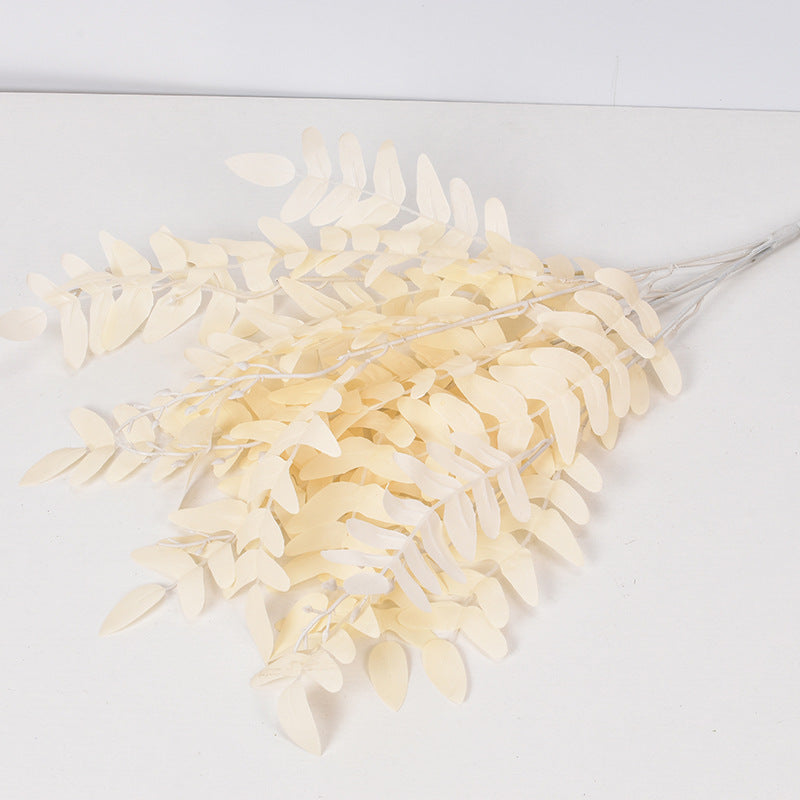 5 manojos de hojas de Sophora japonica 