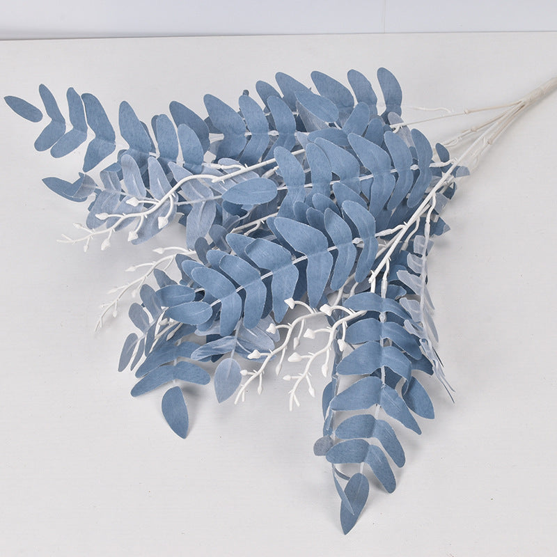 5 manojos de hojas de Sophora japonica 