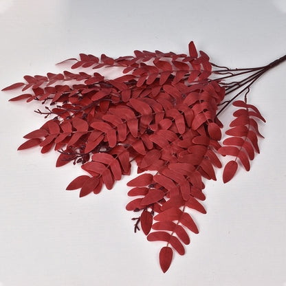 5 manojos de hojas de Sophora japonica 