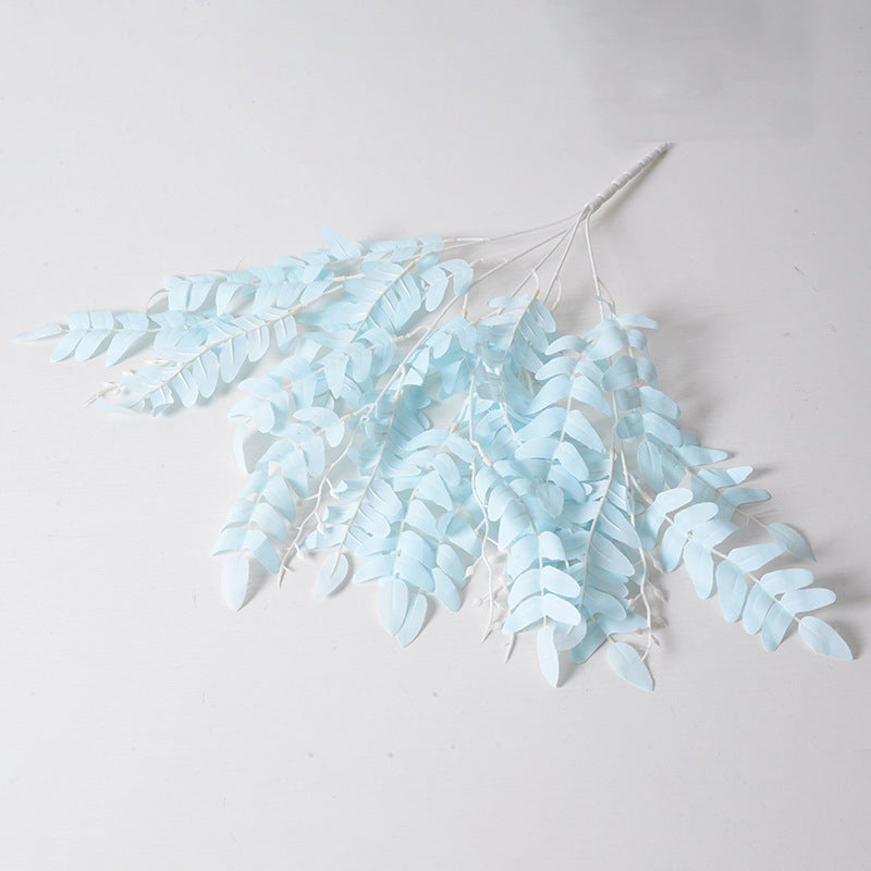 5 manojos de hojas de Sophora japonica 