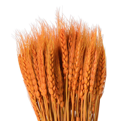 Plantas de flores secas de espigas de trigo naturales doradas al por mayor 