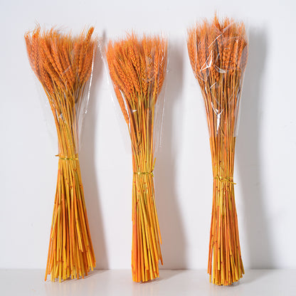 Plantas de flores secas de espigas de trigo naturales doradas al por mayor 