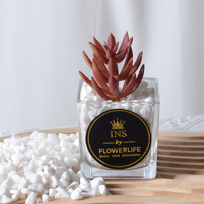 Artificial succulent plants wholesale