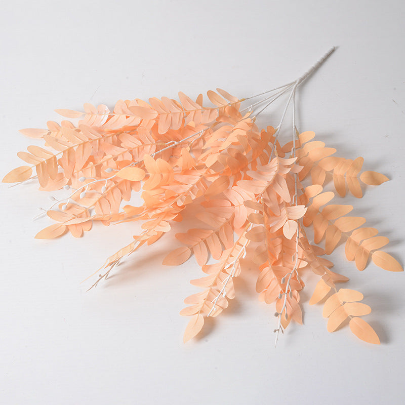 5 manojos de hojas de Sophora japonica 